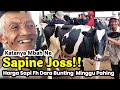 Kata Mbahnya JOSS‼️Harga Sapi Brenggolo Dara Bunting di Pasar Sapi Jelok Boyolali Minggu Pahing