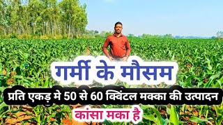 प्रति एकड़ मे 50 से 60 क्विंटल मक्का की उत्पादन ।Garmi me  ek Ekad me kitna Makka hota hai