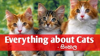 Everything about cat sinhala | පූසන් ගැන අපි නොදන්න කරුණු