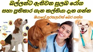 Dog Sick \u0026 Helth බල්ලන්ට ඇතිවන සුලබ රෝග සහා ප්‍රතිකාර ගැන