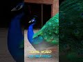 #peacock #birds #nature #shortvideo #fyp