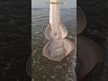 Small acts, big impact: Saving Stingray during low tide 😊