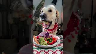 今天吃，爆漿羊蛋蛋 #pets #labrador #eat#shorts