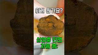 4억년된 삼엽충의 단면 보신적 있나요?🤨