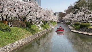 富山・松川べりで桜満開に　遊覧船でお花見クルーズ