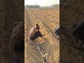 a different farming method of sugarcane planting deeper and placing sideways satisfying short