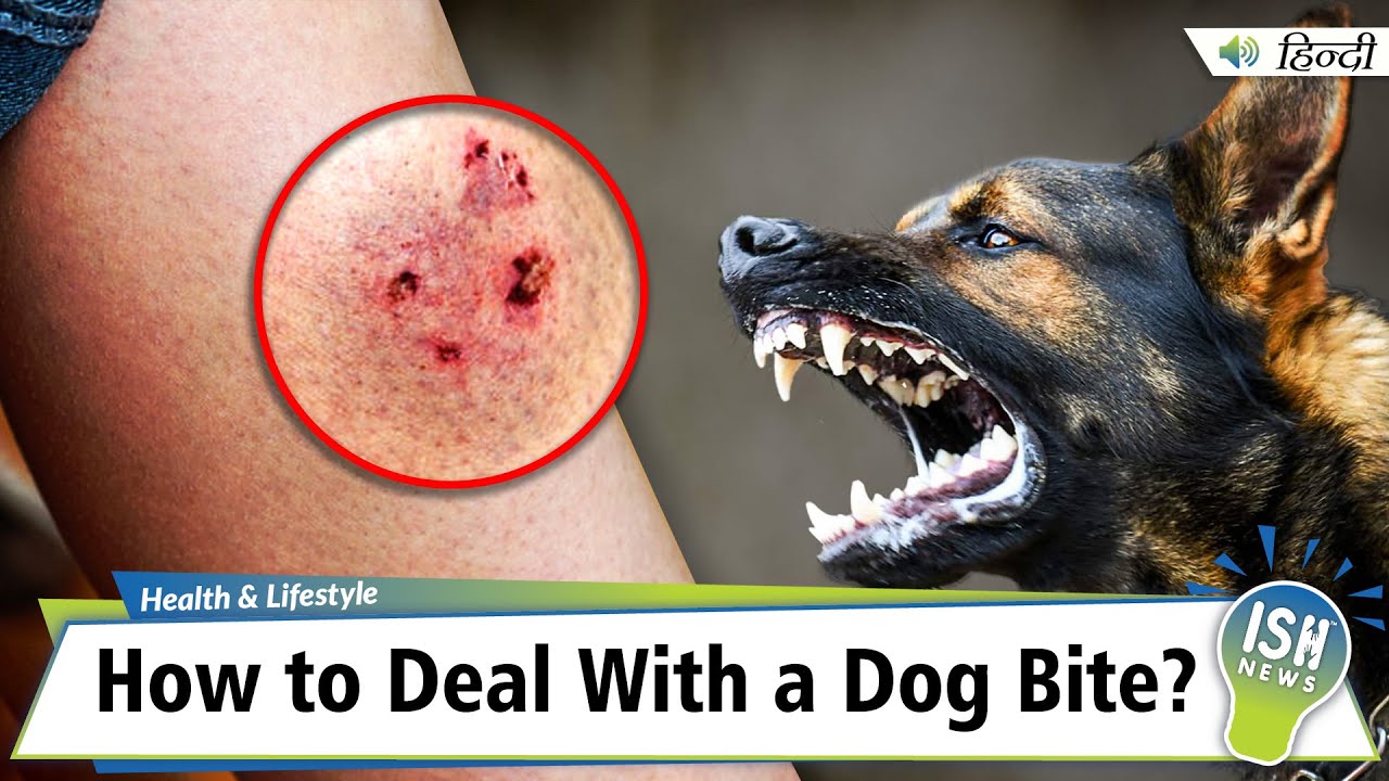 Do Dog Bites Heal On Their Own Understanding The Healing Process