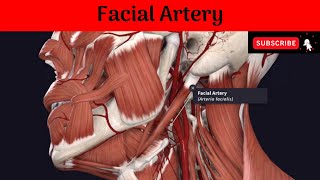 Facial Artery  #Anatomy #mbbs #education #bds #headandneckanatomy #arteries