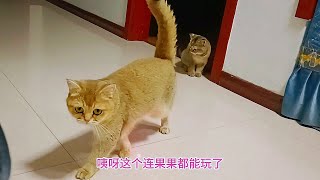 终于见到独苗小猫，粉丝盼你好苦！主人用一件玩具把它骗得团团转