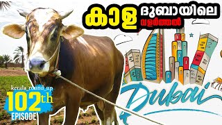 EP-102 ദുബായിലെ നാടൻ കാള വളർത്തൽ | Dubai Kunnu | Ox farming #kerala_round_up #palakkad