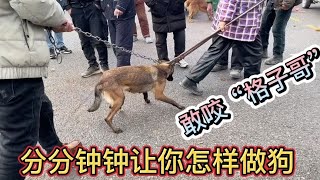 【河南亮哥萌宠记】这马犬敢咬“格子哥”，必须铁夹“侍候”，分分钟钟教它怎样做狗