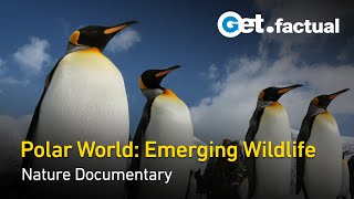 Arctic and Antarctic: Polar World | Full Wildlife Documentary