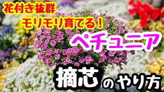 モリモリ育てる『ペチュニア』の摘芯🌱 お花で満開にしよう！