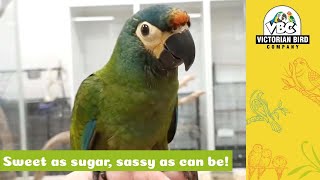 Super Sweet Hand-Reared Illigers Macaw | Victorian Bird Co