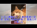 ♡猫咪听主人说要出门 竟然自己穿衣服 最后还给了一个ok的表情！