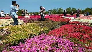 20210411 長崎県 大村市 松本つつじ園 見頃