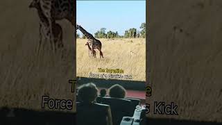 The Incredible Force of a Giraffe's Kick