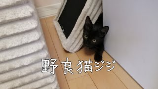 保護３日目　黒猫ジジが心を開いた瞬間！！言葉はなくても分かり合える　ジジ幸せになれ！