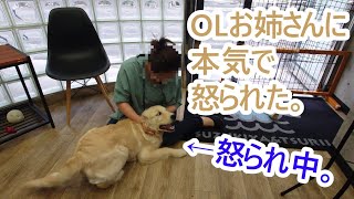 OLお姉さんに背後から噛みついてめちゃ叱られる!!ゴールデンレトリバーの子犬ティト。