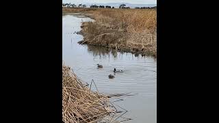 Hiking Encounter | Duck Making Ripples!