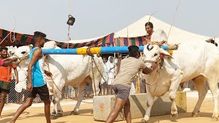 బిజినపల్లి సీనియర్స్ విభాగం ఎద్దుల బండలాగుడు పోటీలు 1వ జత-డాక్టర్ గురునాథ్ కోత్తకోట కర్నూల్ జిల్లా