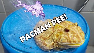 Strawberry Pacman Frog Pee Explosion Surprise