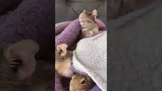 3 degu Brothers snuggling in a blanket and enjoying some fresh air