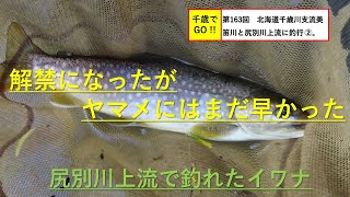 千歳でGO!! 第163回　北海道千歳川支流美笛川と尻別川上流に釣行 ②。イワナ、ウグイ、ニジマスが釣れました。