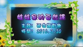 娃娃家幼兒園的自然課0330~主題:兩生類動物