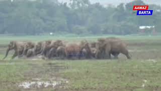 ডবকাৰ ভেলৌগুৰিত হাতীৰ প্ৰাণ কাঢ়িলে এগৰাকী ব্যক্তিৰ || হাতীৰ জাকৰ তাণ্ডব || #newsassam