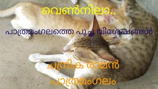 വെൺനിലാ.. Vennila #Cat world # പാത്രമംഗലത്തെ പൂച്ച വിശേഷം 10ാം ഭാഗം .