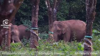 റബ്ബർ തോട്ടത്തിൽ കറങ്ങി നടക്കുന്ന ചിമ്മിനിയിലെ കാട്ടാനക്കൂട്ടം.. #keralavibes #chimmini #athirapilly