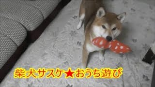 柴犬サスケ★×海岸散歩→〇おうち遊び★ShibainuSasuke- play with my house