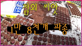 귀농 vlog#13 참외 씨앗 1만8천개 파종?!