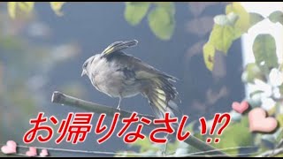 野鳥カワラヒワ～感動！子どもたちの里帰り！？～