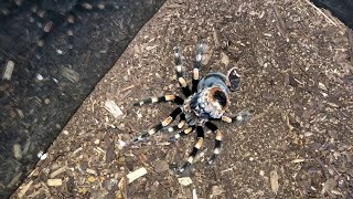 Mexican Red Knee Tarantula Molting Time-lapse || ViralHog