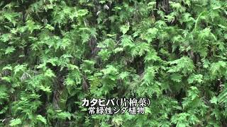 30秒の心象風景23152・シダ茂る参道を行く～岩戸神社～