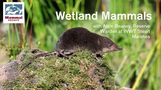 Wetland Mammals Webinar with WWT Steart Marshes