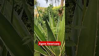 Amazing! #short #shorts #agaveplant #agave #nature #plants #plantslover #wow #amazing