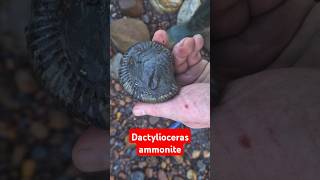 A brace of perfect dactylioceras #ammonite fossils found on rhe beach at Runswick Bay #fossilhunting