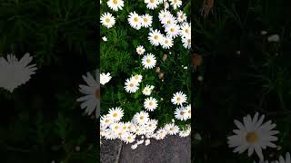 Start of spring in Australia!| #youtubeshorts #shorts #B_TV #flower #spring #australia.