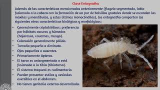 Sistemática de Hexapoda: Entognatha, Achaeognatha, Zygentoma y Palaeoptera