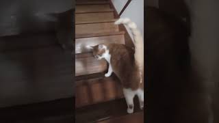 鳴いている息子猫と駆け上がる娘猫と見守る母猫 #Shorts