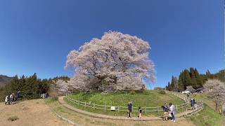 岡山県真庭市、満開の醍醐桜の疑似空撮