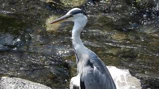 アオサギGrey heron（青鷺、蒼鷺、Ardea cinerea）鳥綱ペリカン目サギ科　DSCN4523