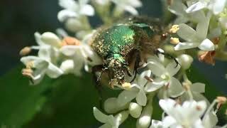 イボタノキの花の花粉を食べるナミハナムグリ