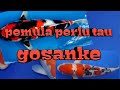 9 cara memilih ikan koi yang benar untuk pemula