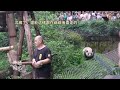 at the age of three hehua is the only panda that can walk behind grandpa tan