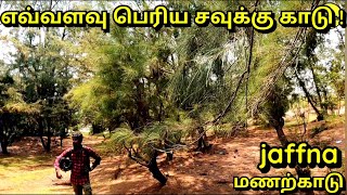 மணல்காட்டுப்பகுதியில் அமைந்துள்ள சவுக்கு காடுகள் | Pine Tree Forests in Jaffna Manal Kadu 🌲🌳