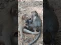 YavYAv-Monkey Smart2 #shorts #monkeys #viral #animals #shortsvideo #monkey  #youtubeshorts #monkey